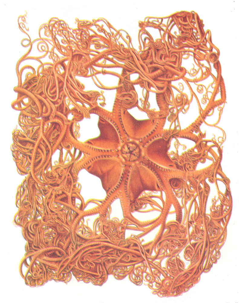 SEA STARS. Gorgonocephalus Agassizi 1936 old vintage print picture